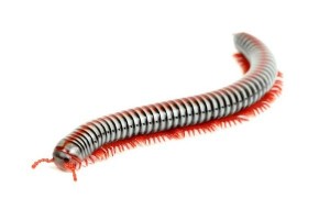 Tonkinbolus dollfusi